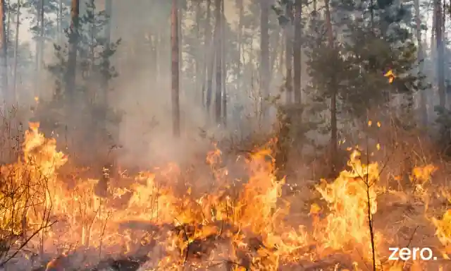 atrasos no Plano de Intervenção da Floresta